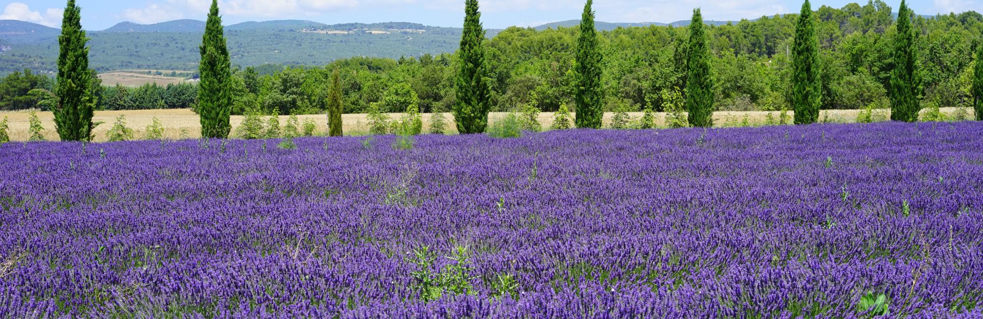 Discover the Provence